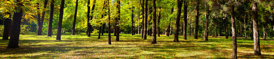 Trees in the park.