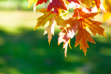Bright maple leaves close-up.