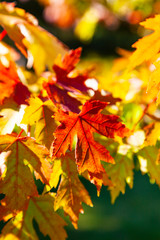 Obraz na płótnie Canvas Bright maple leaves close-up.