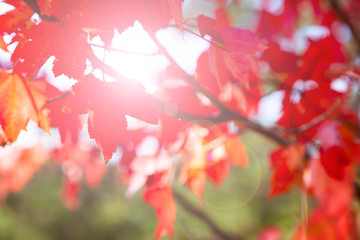 Bright maple leaves close-up.