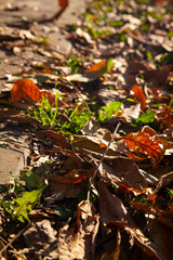 Bright oak leaves close-up.