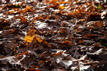 Bright oak leaves close-up.