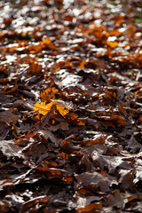 Bright oak leaves close-up.