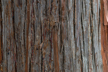 close up photo of brown and gray tree bark, natural backgrounds