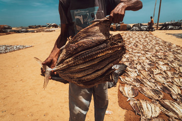 Suszone ryby na piasku w słońcu, na plaży Sri Lanki. - obrazy, fototapety, plakaty