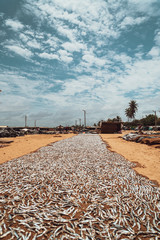 Suszone ryby na piasku w słońcu, na plaży Sri Lanki.