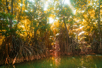 Dżungla w okół laguny, tropikalna roślinność i palmy. - obrazy, fototapety, plakaty
