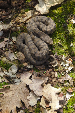 vipera (Vipera aspis),ritratto in ambiente naturale tra le rocce
