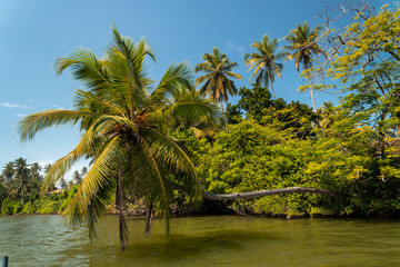 Fototapeta na wymiar Tropikalne rośliny i palmy na tle niebieskiego nieba w słoneczny dzień nad rzeką.