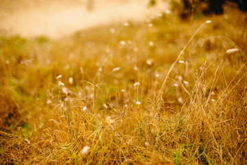 grass and leaves on natural background