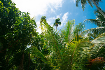 Fototapeta Tropikalne rośliny i palmy na tle niebieskiego nieba w słoneczny dzień. obraz