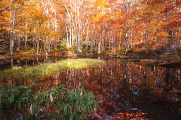 青森の紅葉。見事な鏡面反射。