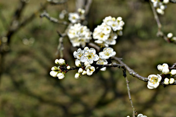 Close up of a cherry flower on a garden background.