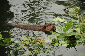Beaver swims in the lake in nature © Mitch Shark