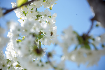 Beautifully blooming cherry trees, background with blooming flowers on a spring day.