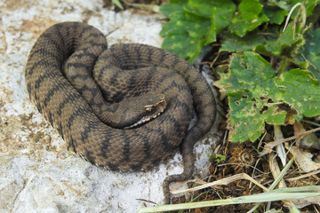vipera (Vipera aspis),ritratto tra le rocce