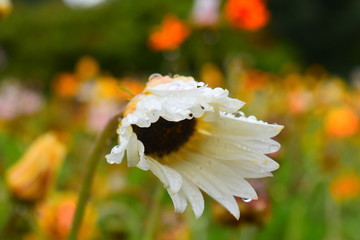 bee on daisy
