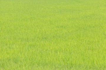 Obraz na płótnie Canvas Green rice plant organic in the field