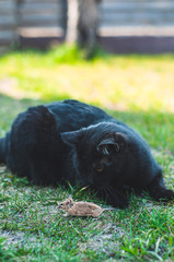 Beautiful saturated and vivid photo of a black cat and a field mouse in one frame. Friendship between predator and prey.