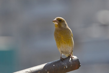 The European greenfinch in Almaty, Kazakhstan