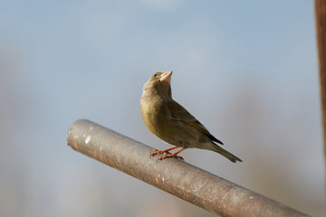 The European greenfinch in Almaty, Kazakhstan