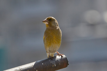 The European greenfinch in Almaty, Kazakhstan