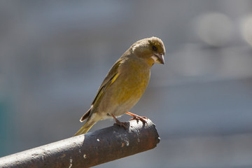 The European greenfinch in Almaty, Kazakhstan