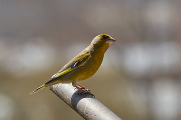 The European greenfinch in Almaty, Kazakhstan