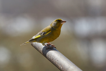 The European greenfinch in Almaty, Kazakhstan