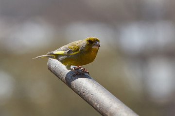 The European greenfinch in Almaty, Kazakhstan