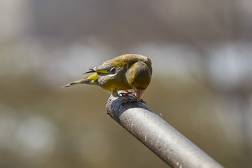 The European greenfinch in Almaty, Kazakhstan