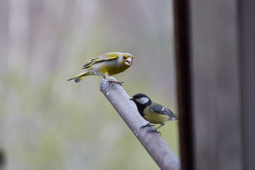 The European greenfinch in Almaty, Kazakhstan