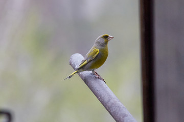 The European greenfinch in Almaty, Kazakhstan
