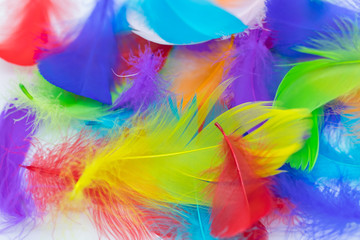 Close up of soft colorful feather