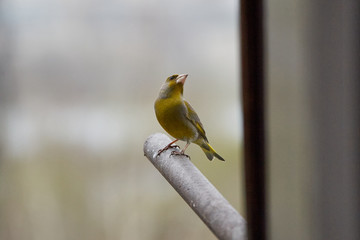 The European greenfinch in Almaty, Kazakhstan