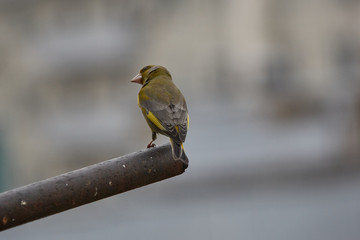 The European greenfinch in Almaty, Kazakhstan