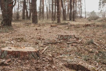 many stumps in the pine forest, deforestation concept,