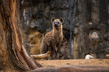 A portrait of a hyena in its enclosure at a local city zoo. 