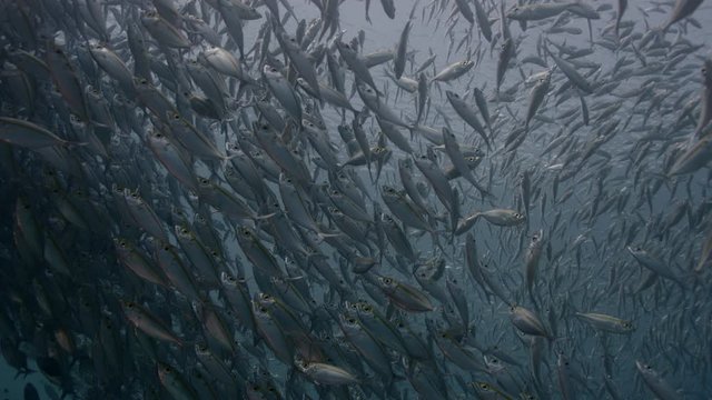 A large flock of Yellowstripe Scad (Selaroides leptolepis), swims in the sunlight in the blue water, slow motion Raja Ampat, Indonesia