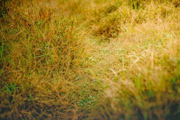 grass and leaves on natural background