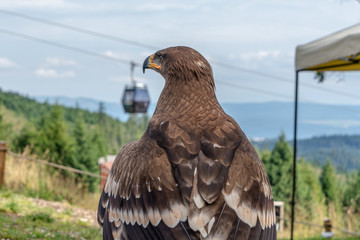 Old male of Golden eagle in Bachledova dolina © Zoltan