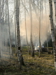 Obraz premium white birch trunks