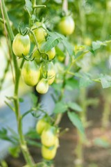 Ripening hothouse harvest of green tomatoes in the country