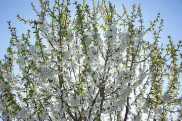 Beautifully blooming cherry trees, background with blooming flowers on a spring day.