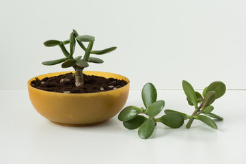 Homemade pinched Crassula ovata for future bonsai and cuttings in round low pot and on the white background