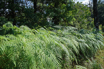 Fototapeta premium Close up Fern leaf among green rainforest park