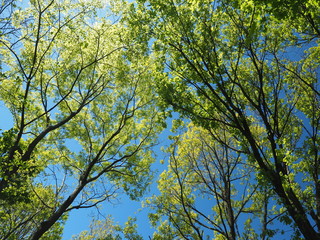 新緑の森と青空