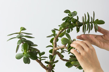 Woman hand holding branch of crassula ovata bent down of growth and softness on the white background