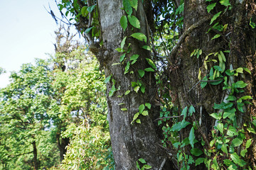 Natural trail pathway among green forest park