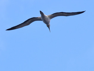 Sea bird hovers over beach